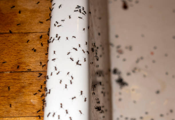 Best Affordable Pest Control Services  in South Cleveland, TN
